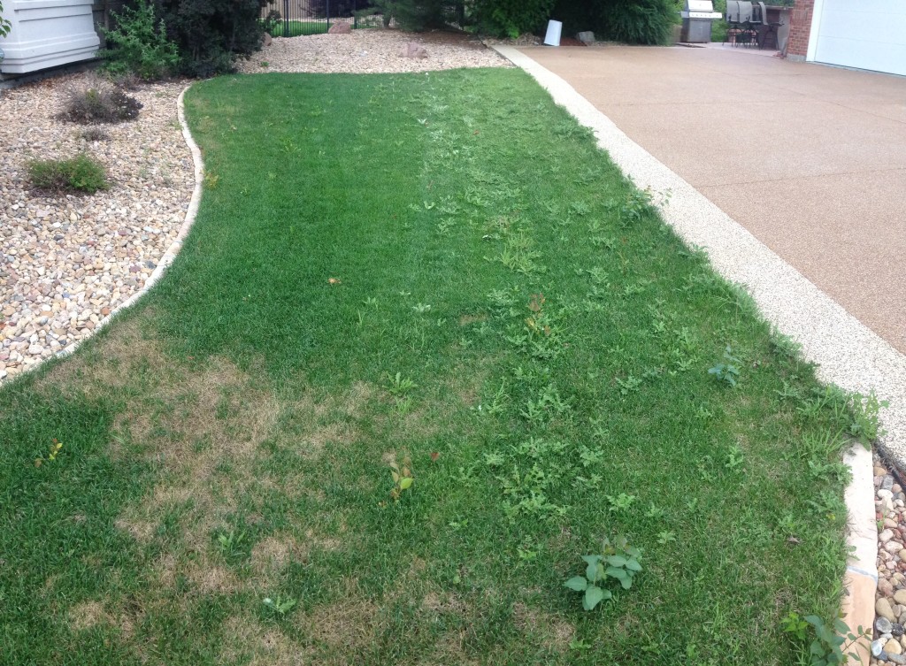 Thornton Lawn Before Happy Roots