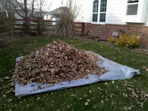 Leaf Clean-up