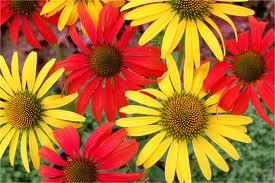Coneflowers