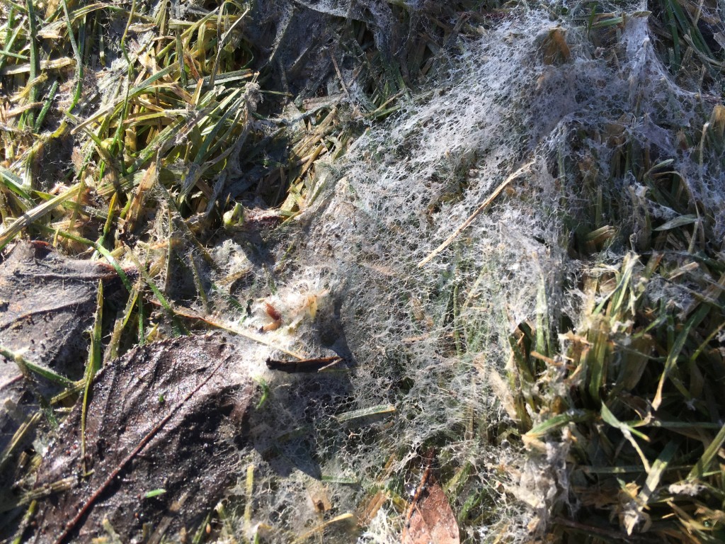 Snow Mold in a Blue Grass Lawn