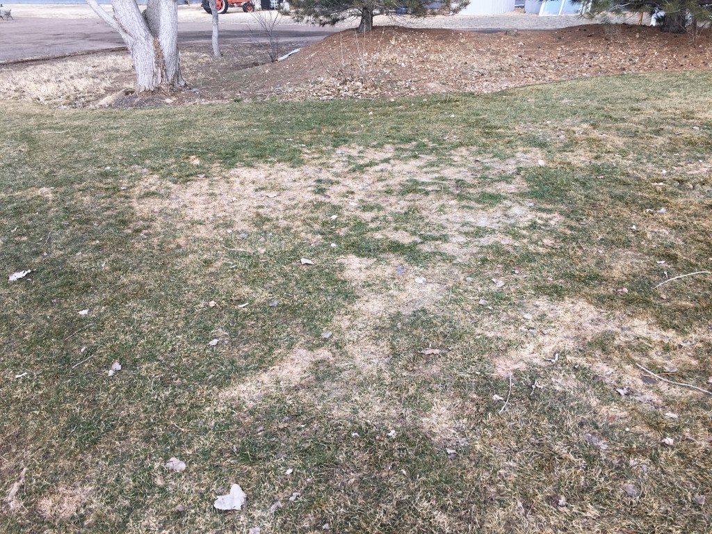Snow Mold in a Blue Grass Lawn